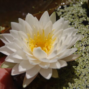 acheter nymphaea Pue of White for sale buy on line (4)