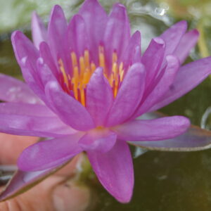 acheter nymphaea Purple Diamond for sale buy on line (54)
