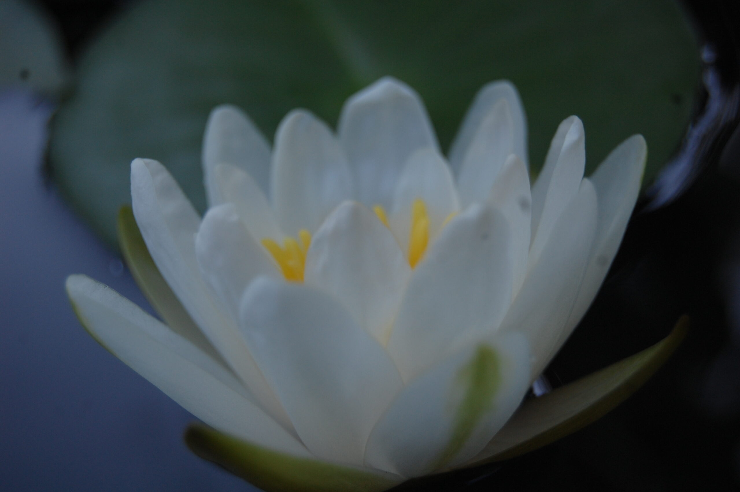 acheter nymphaea Tuberosa for sale buy on line (1)
