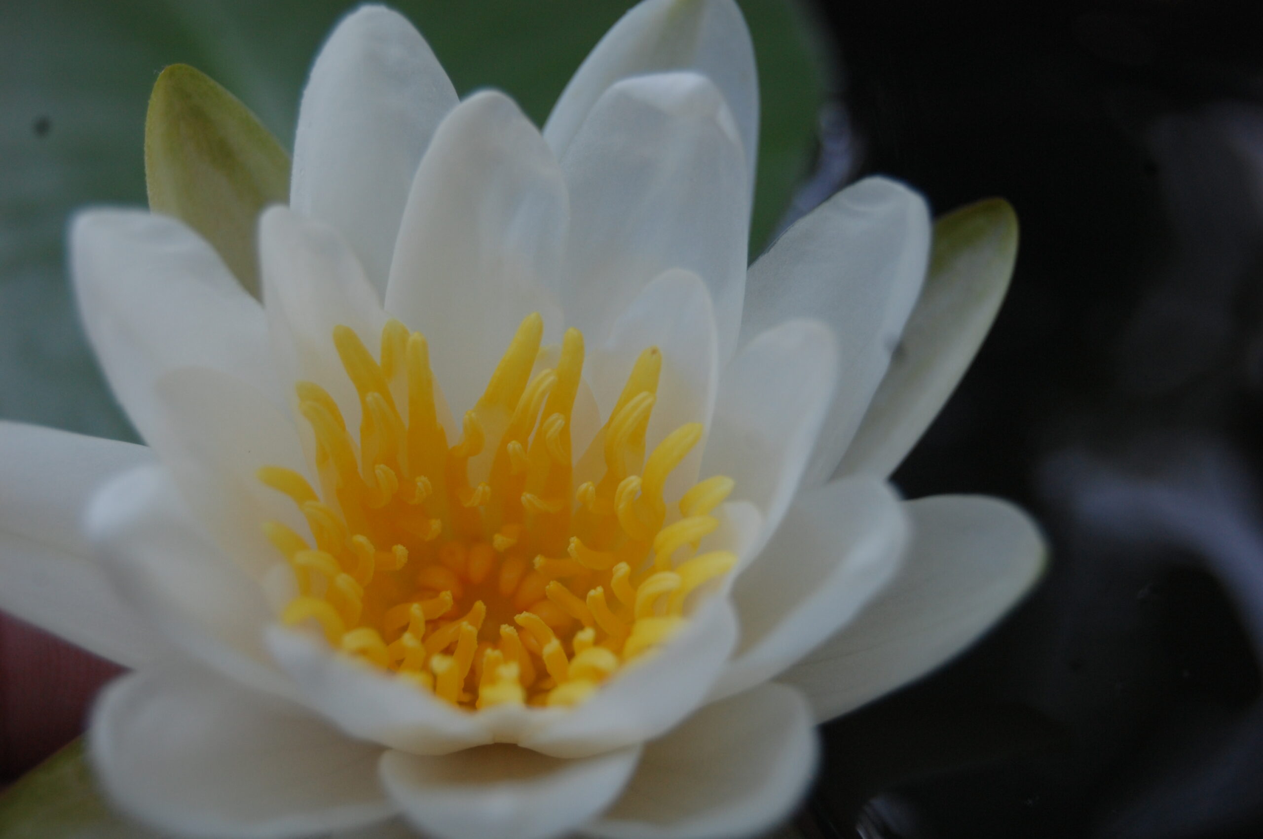 acheter nymphaea Tuberosa for sale buy on line (10)