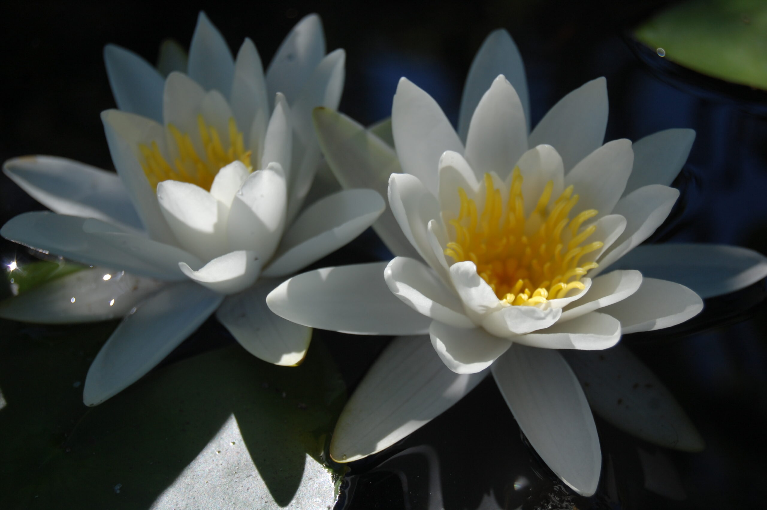 acheter nymphaea Tuberosa for sale buy on line (11)
