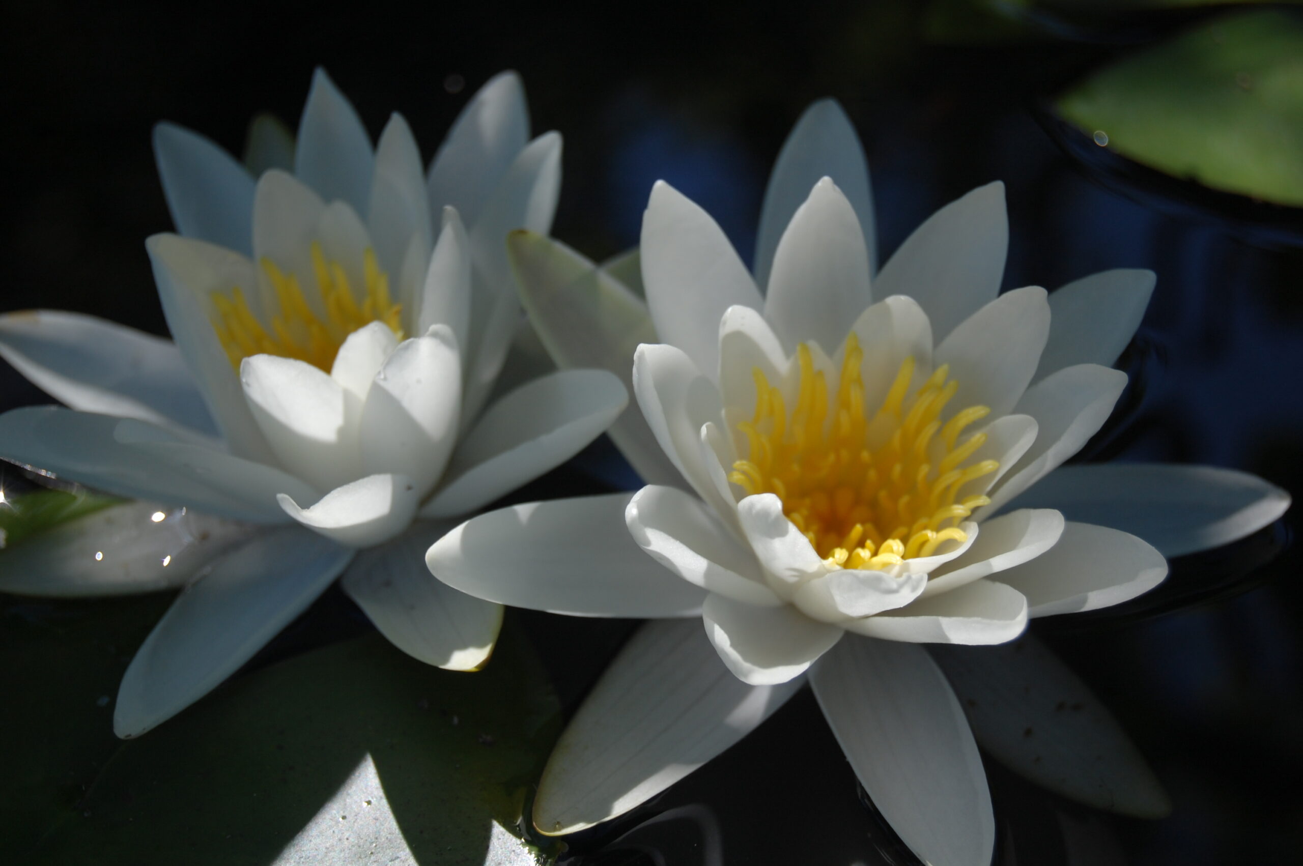 acheter nymphaea Tuberosa for sale buy on line (12)