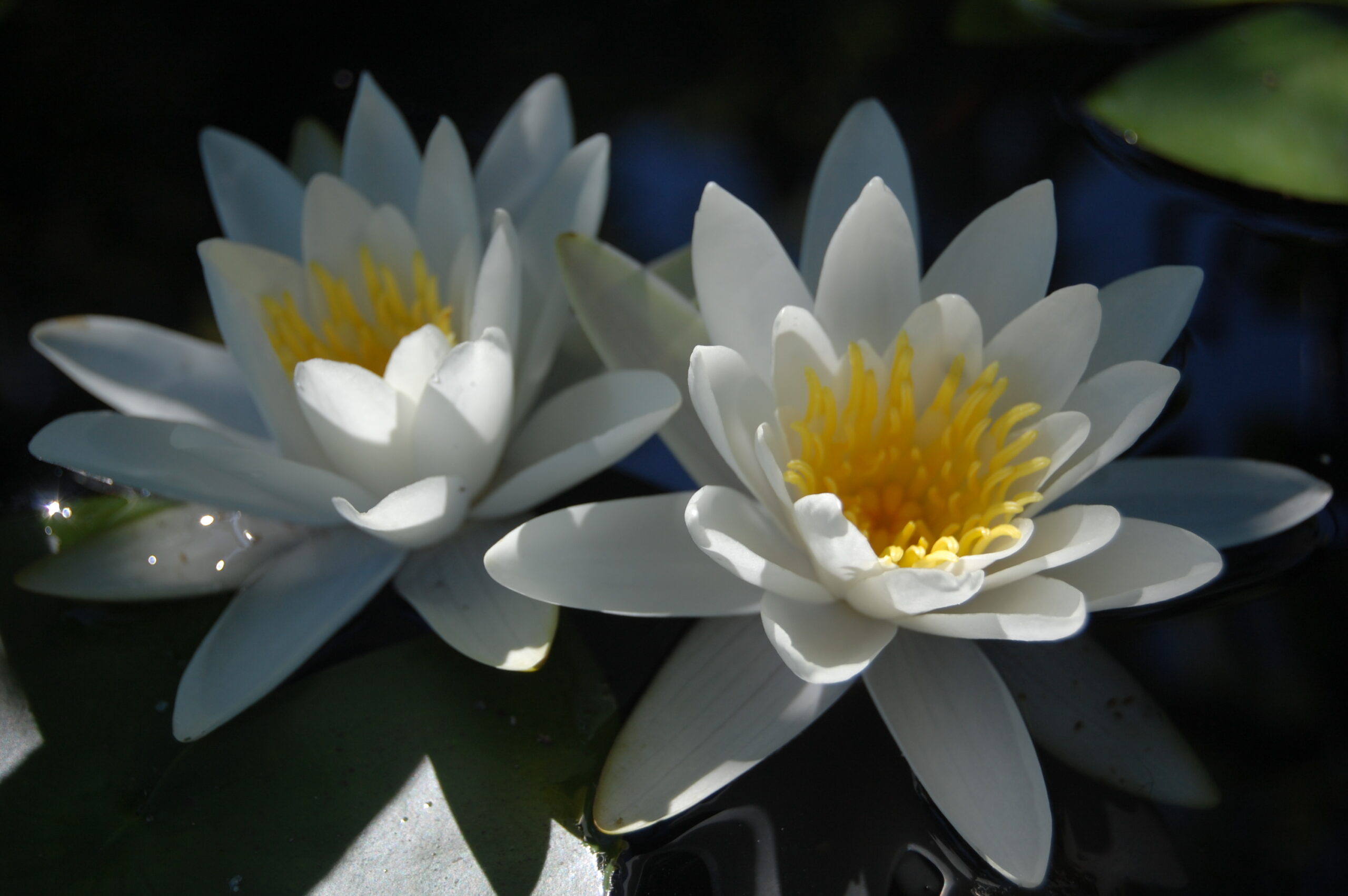 acheter nymphaea Tuberosa for sale buy on line (14)