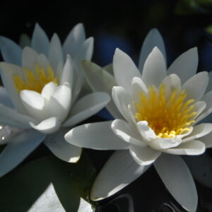 acheter nymphaea Tuberosa for sale buy on line (15)
