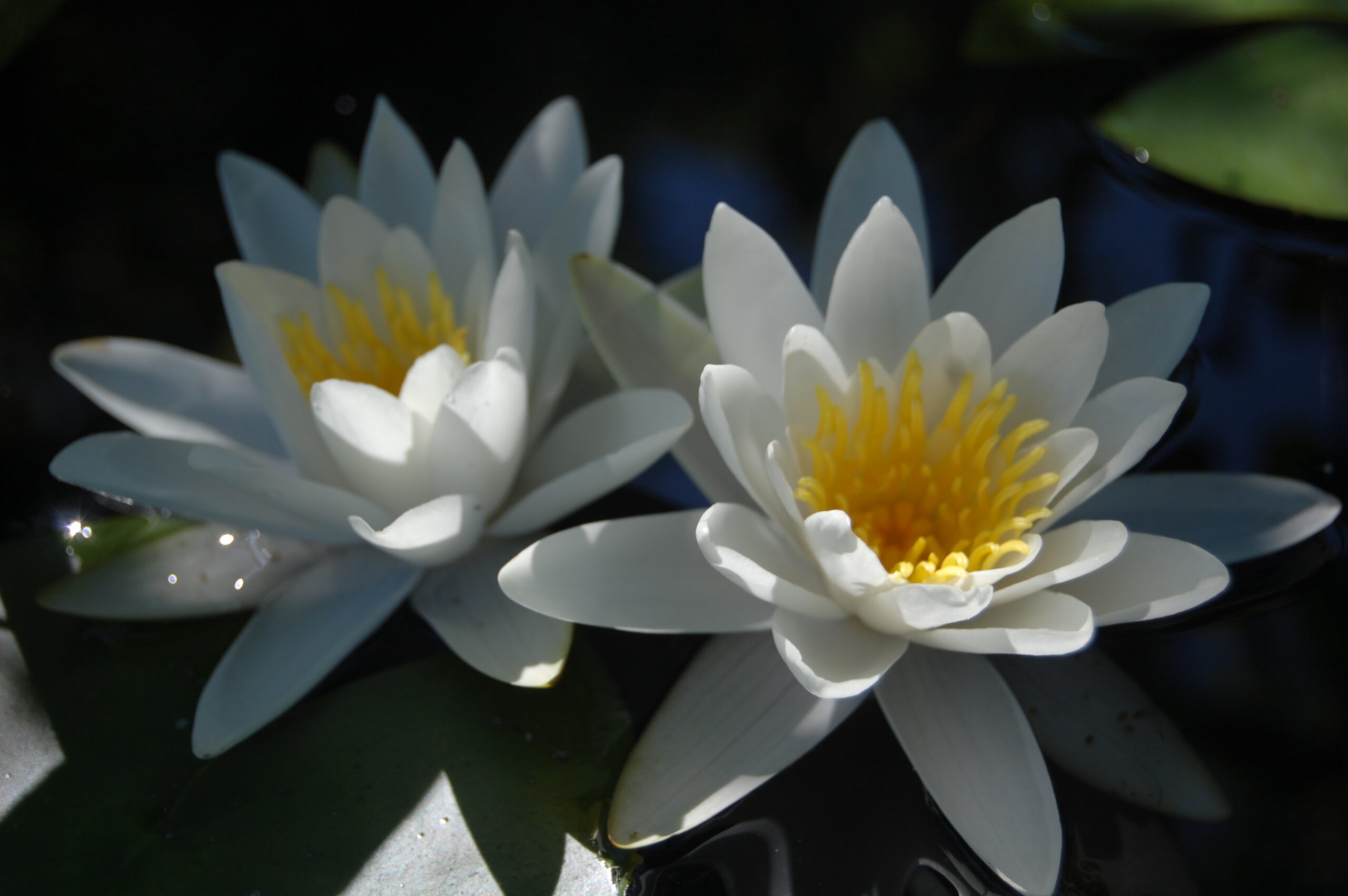 acheter nymphaea Tuberosa for sale buy on line (15)