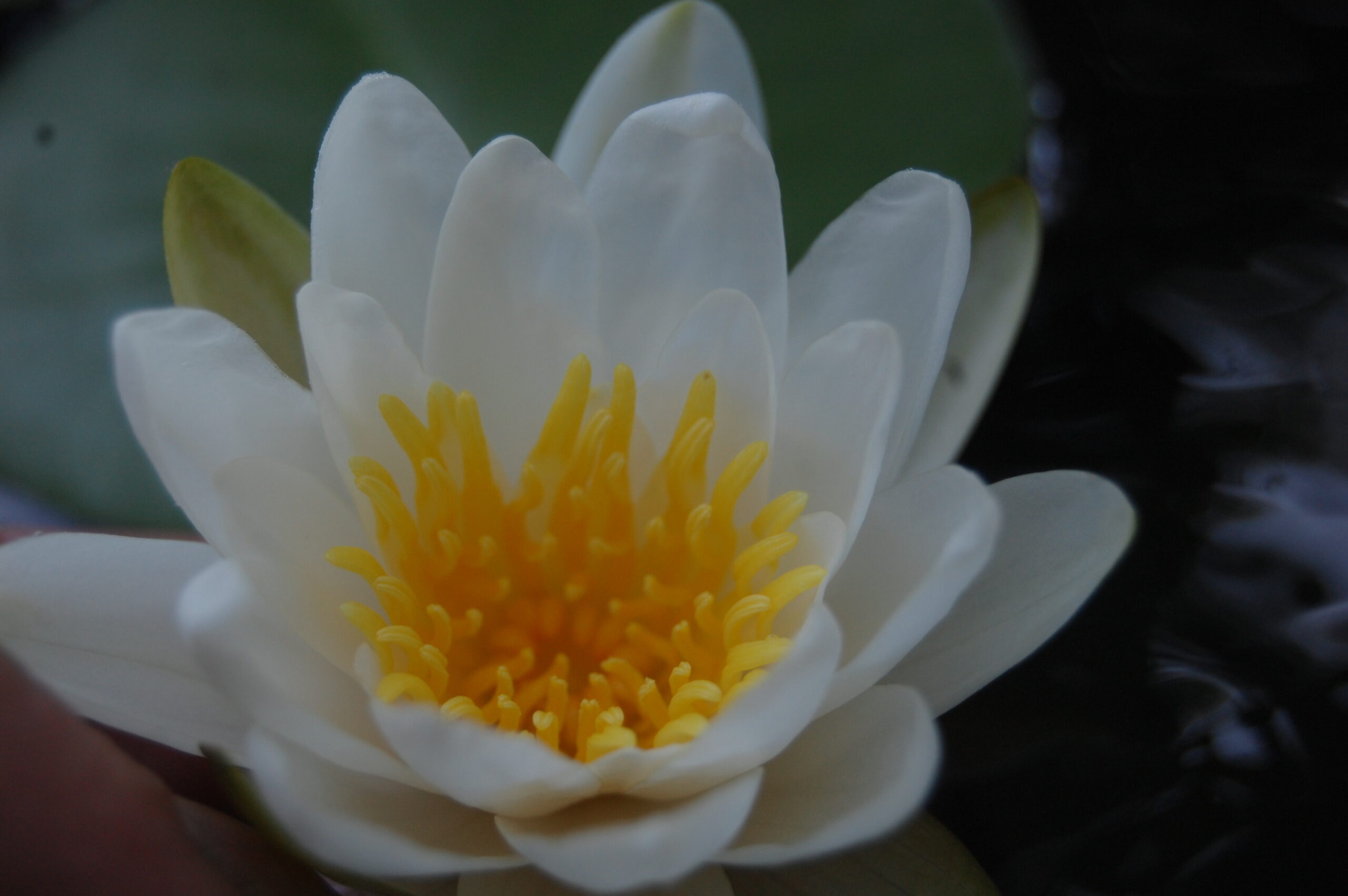acheter nymphaea Tuberosa for sale buy on line (2)