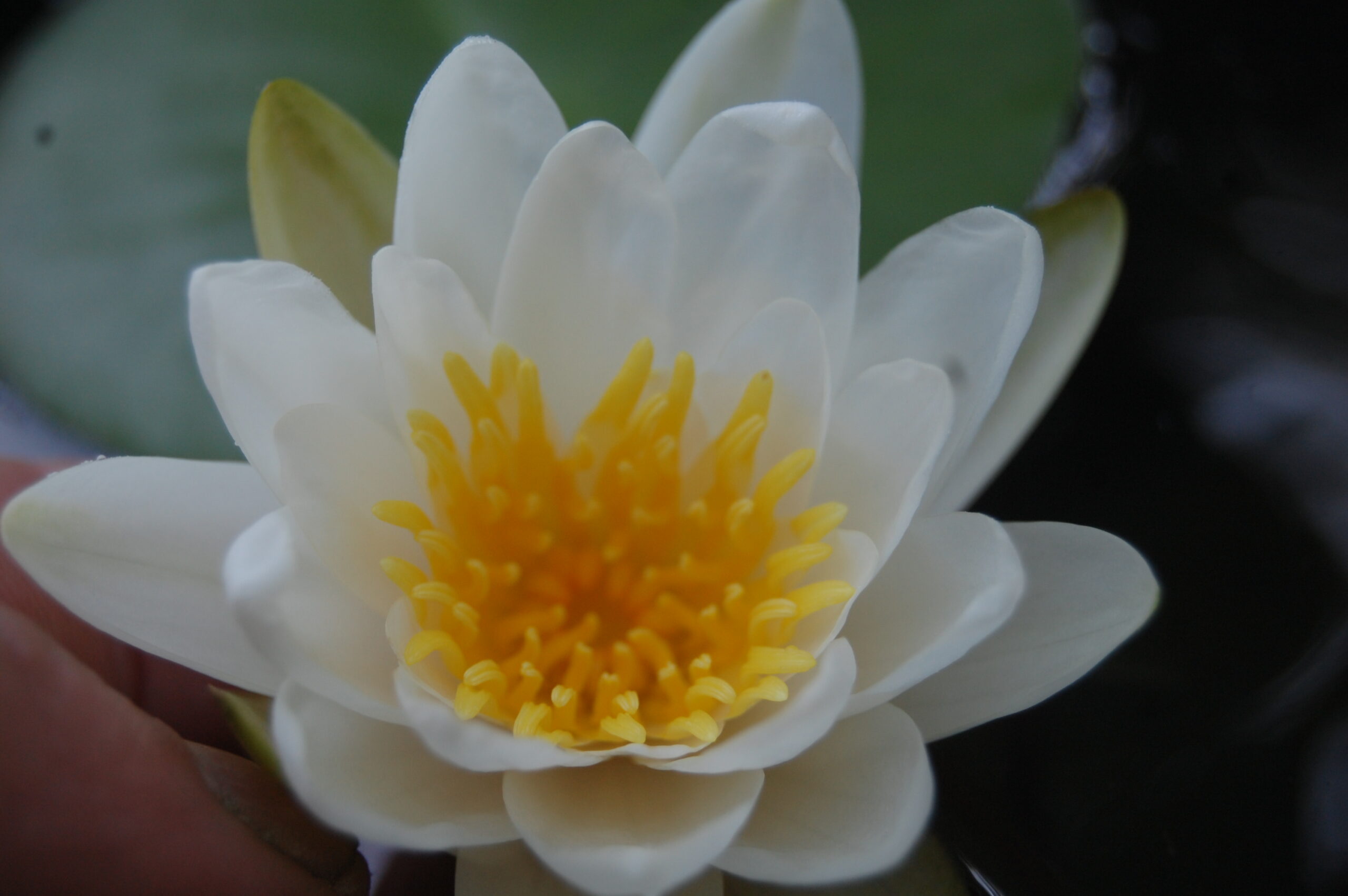 acheter nymphaea Tuberosa for sale buy on line (3)