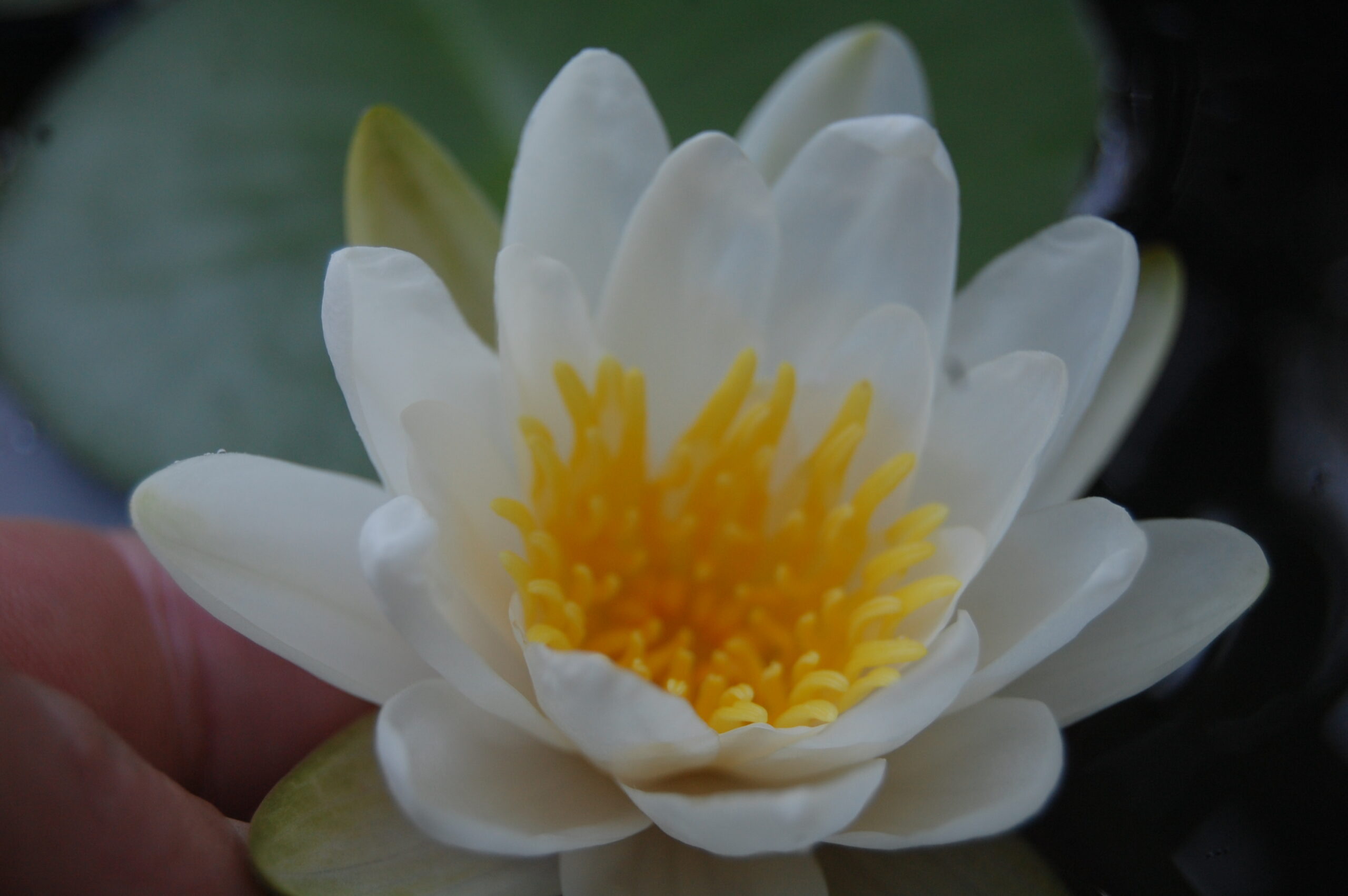 acheter nymphaea Tuberosa for sale buy on line (4)