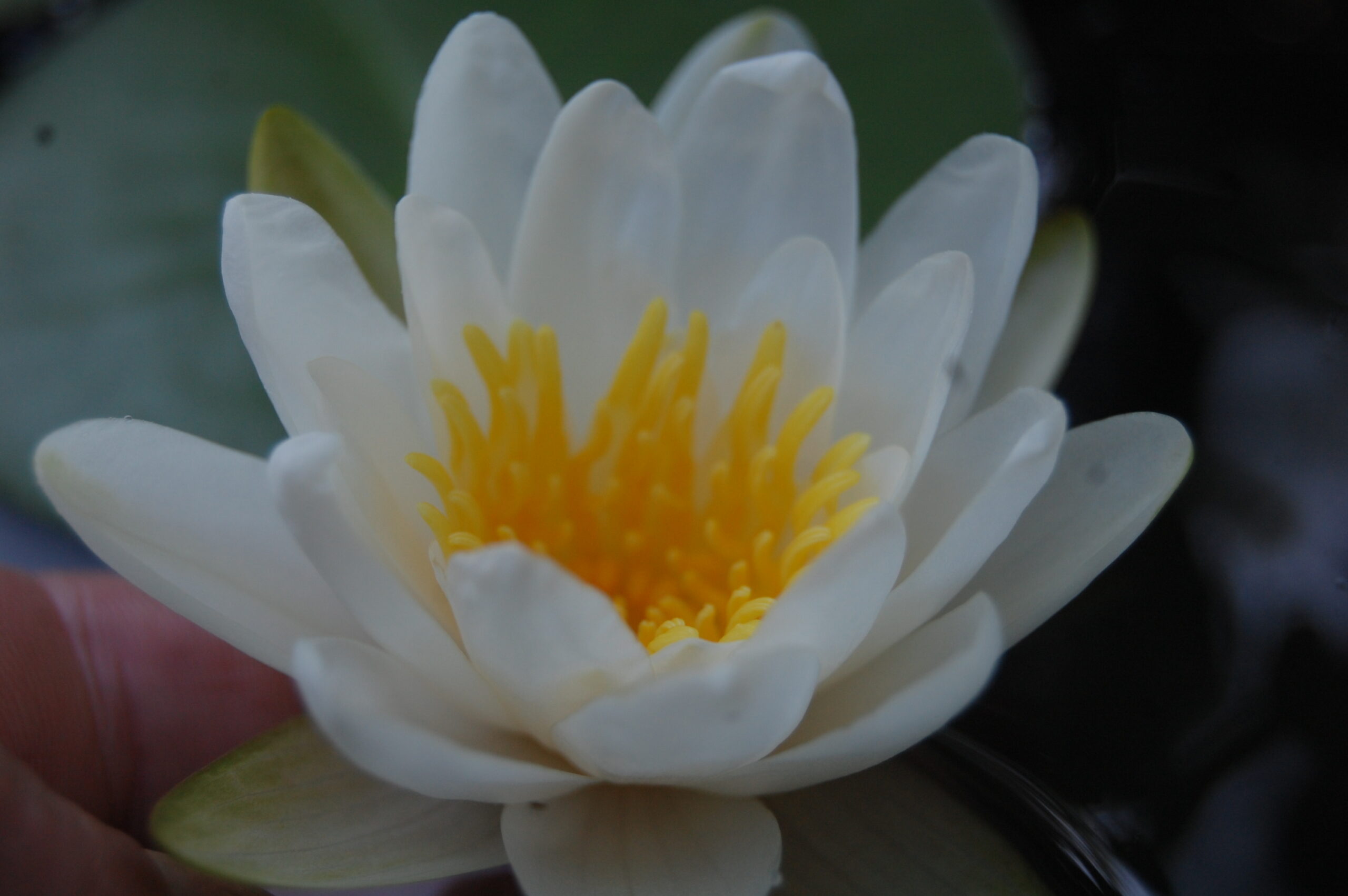 acheter nymphaea Tuberosa for sale buy on line (5)