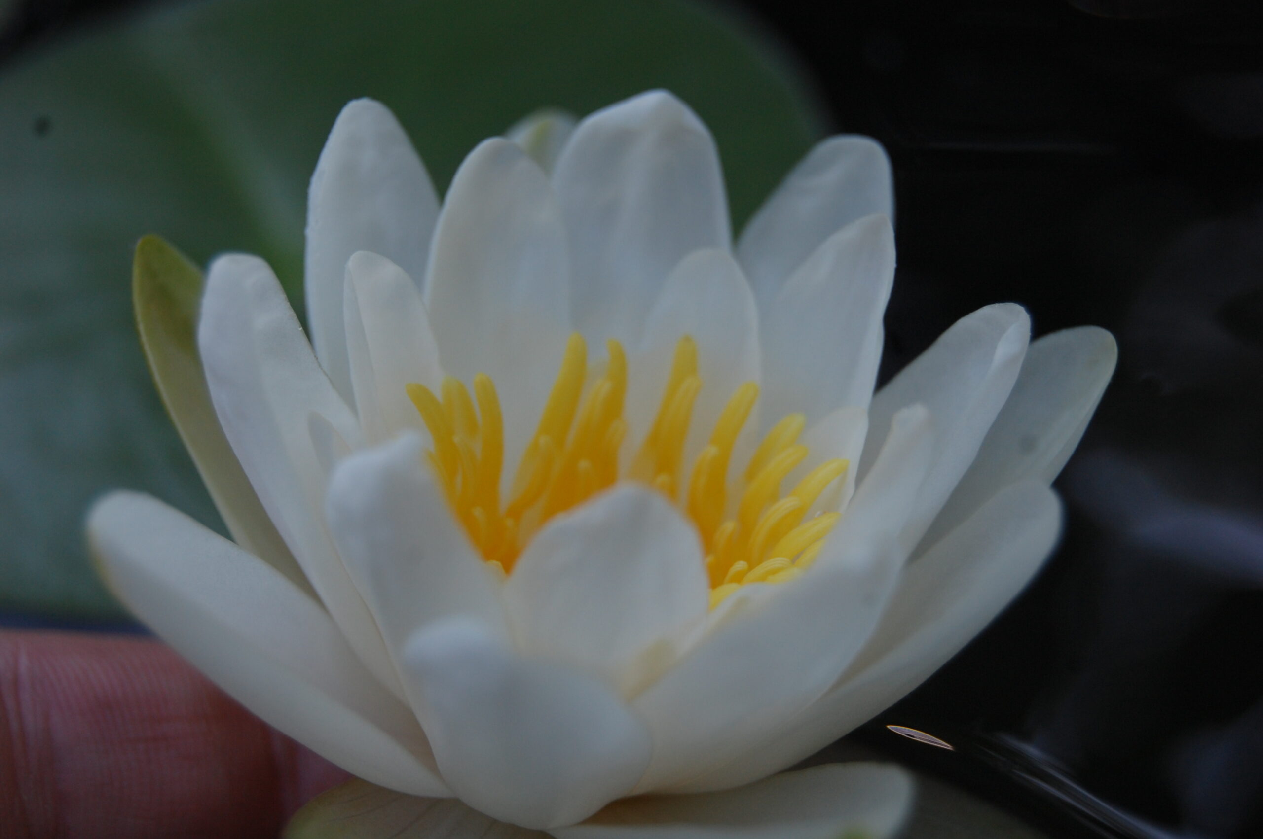 acheter nymphaea Tuberosa for sale buy on line (6)