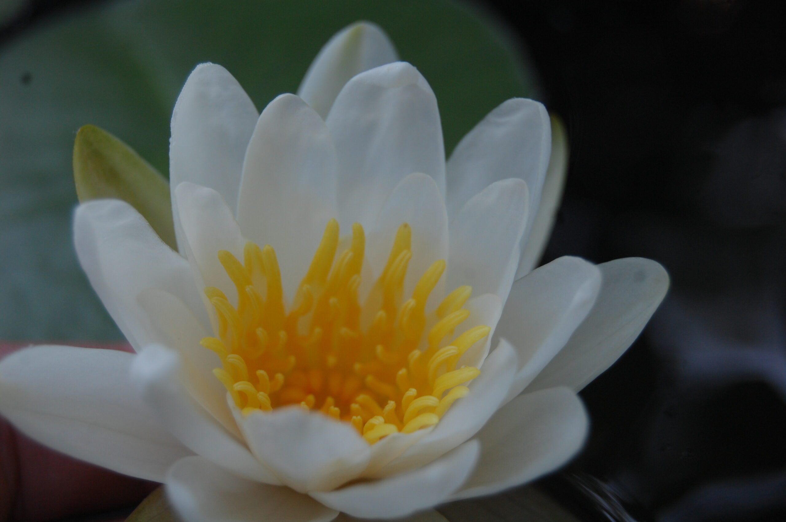 acheter nymphaea Tuberosa for sale buy on line (7)
