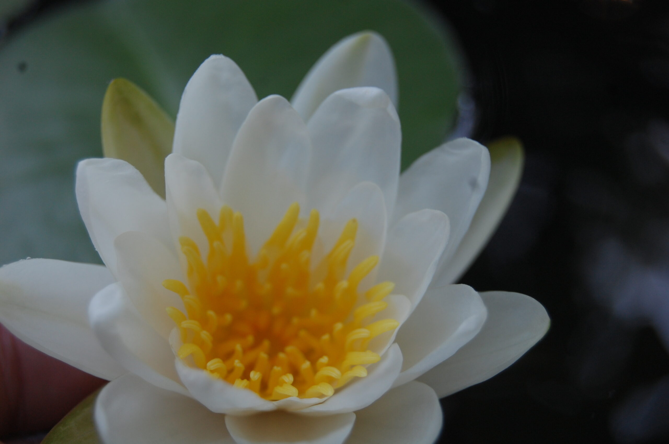 acheter nymphaea Tuberosa for sale buy on line (8)