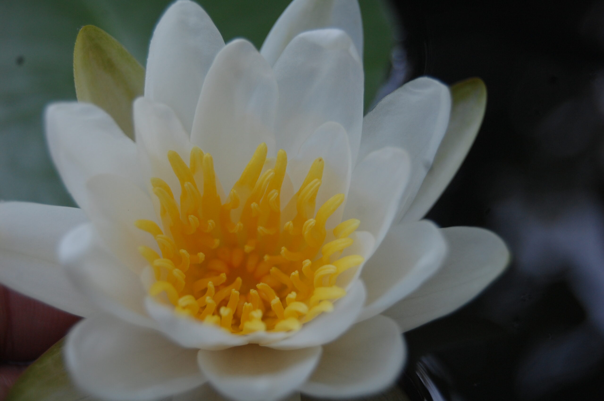 acheter nymphaea Tuberosa for sale buy on line (9)