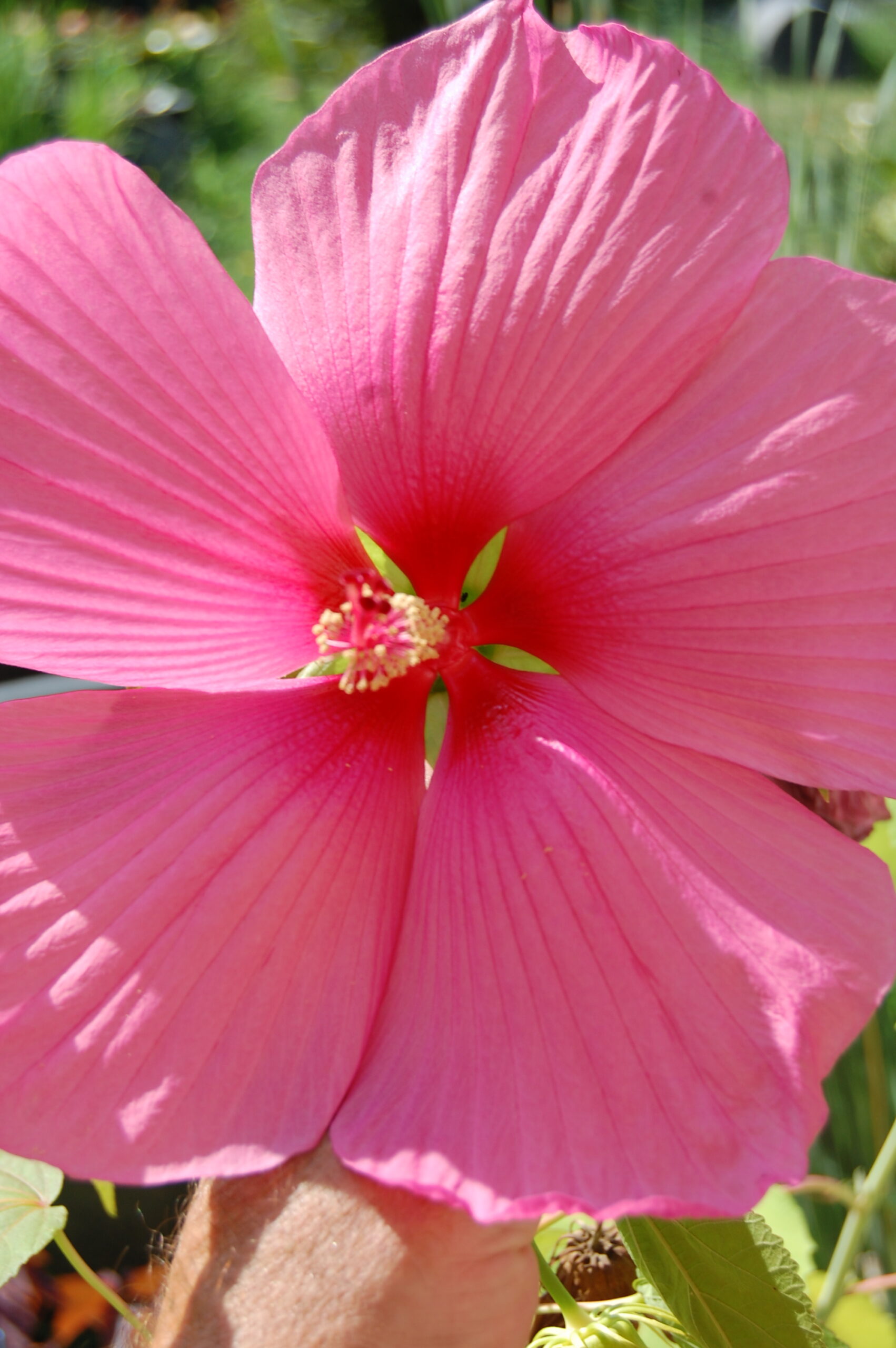 DSC 0043
