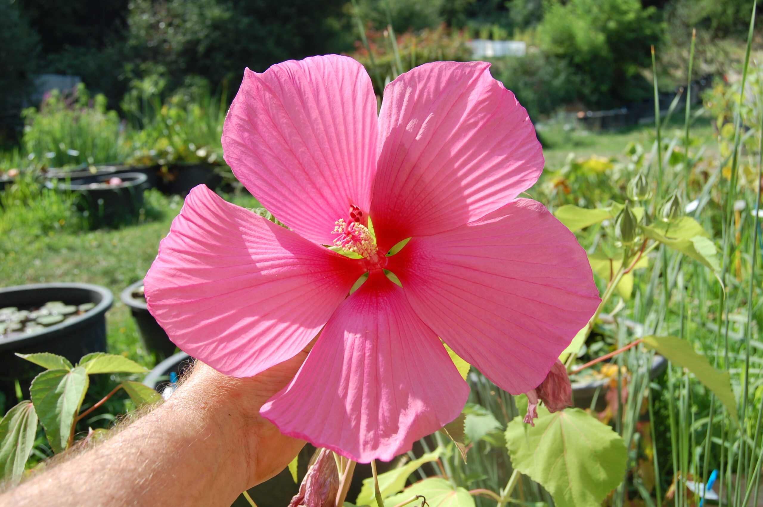 DSC 0050