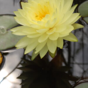 acheter Puttaruksa for sale buy on line (4)
