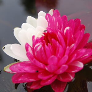 acheter nymphaea Jakkaphong for sale buy on line (1)