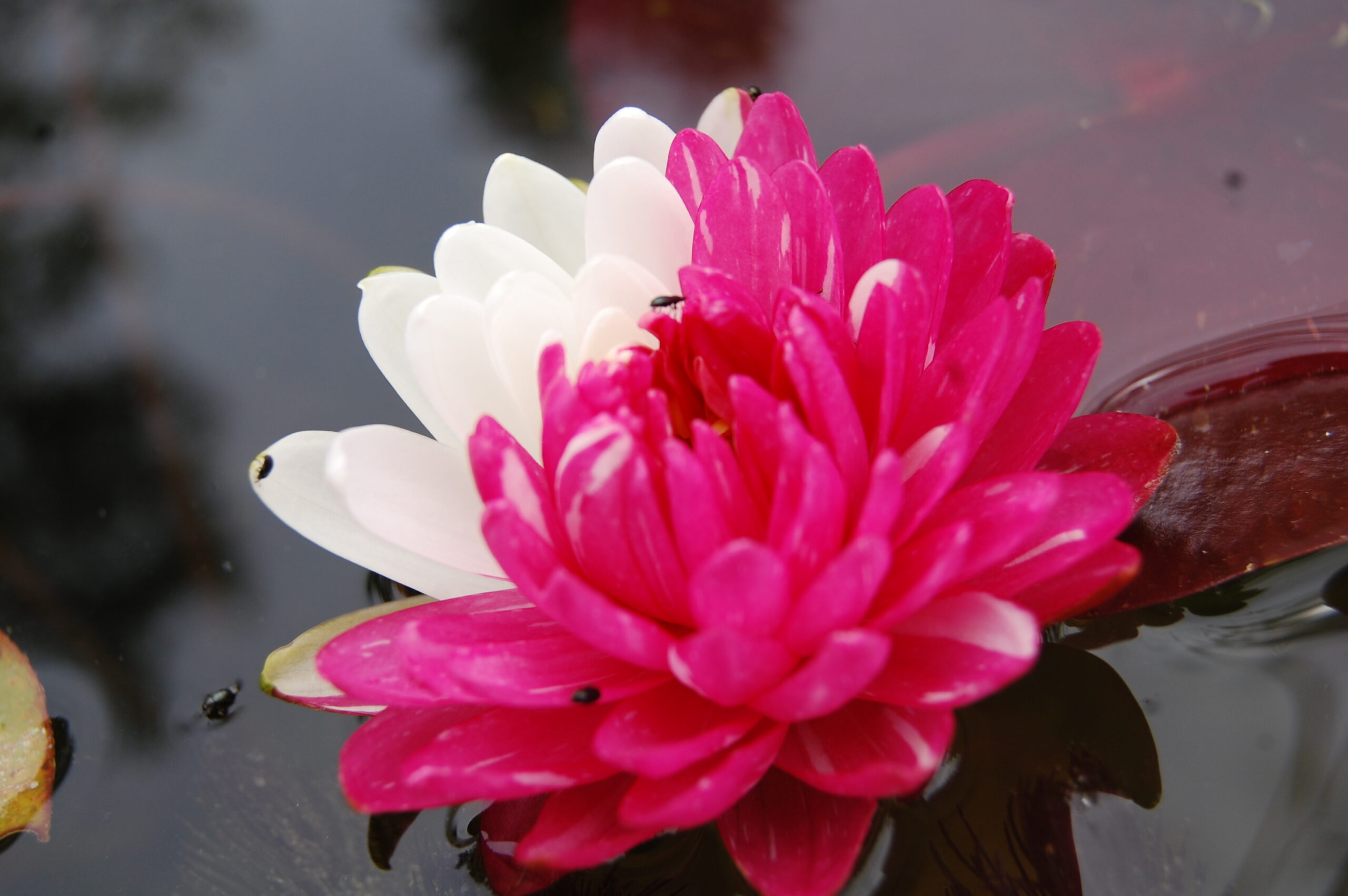 acheter nymphaea Jakkaphong for sale buy on line (1)