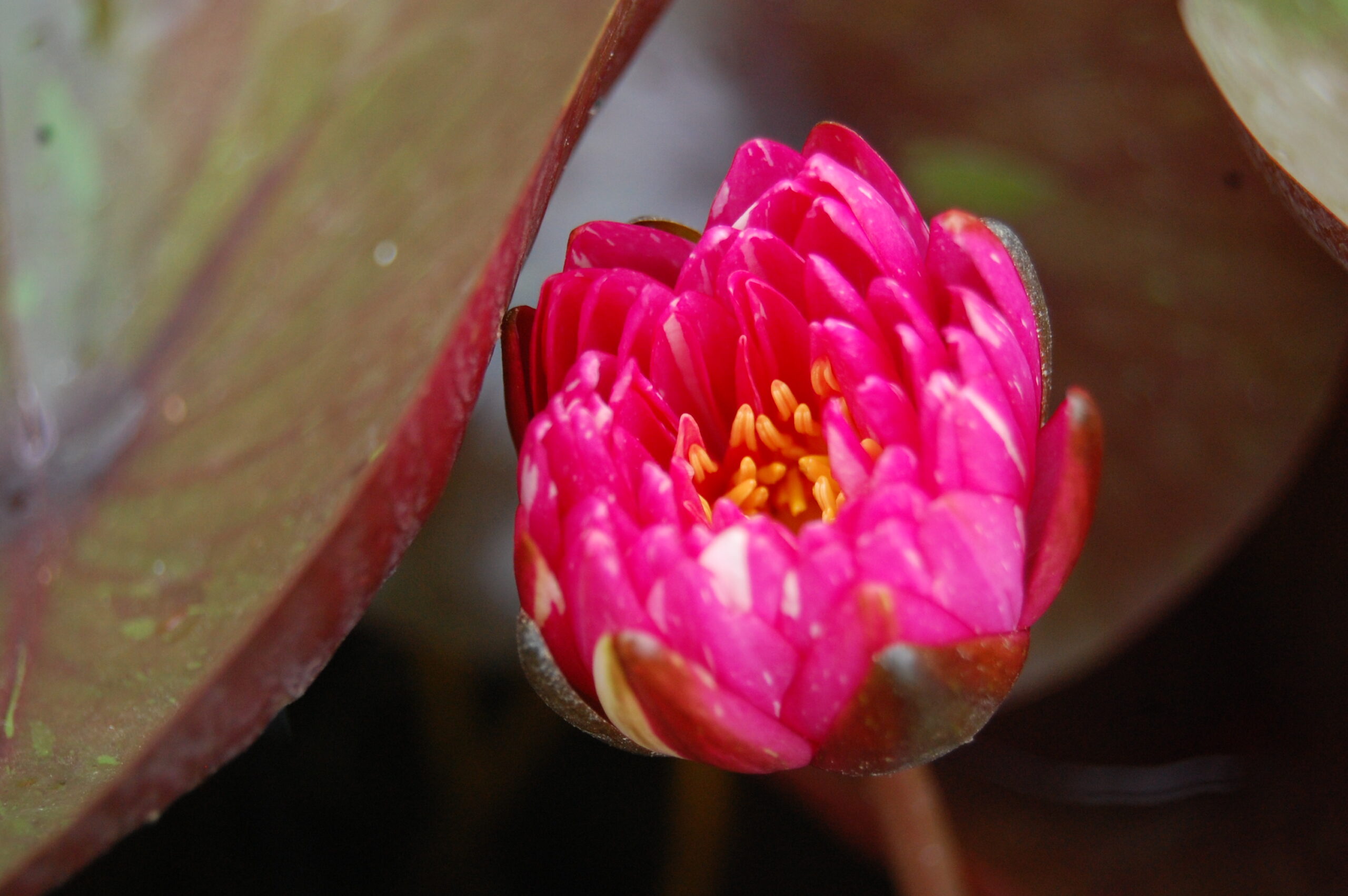 acheter nymphaea Jakkaphong for sale buy on line (10)