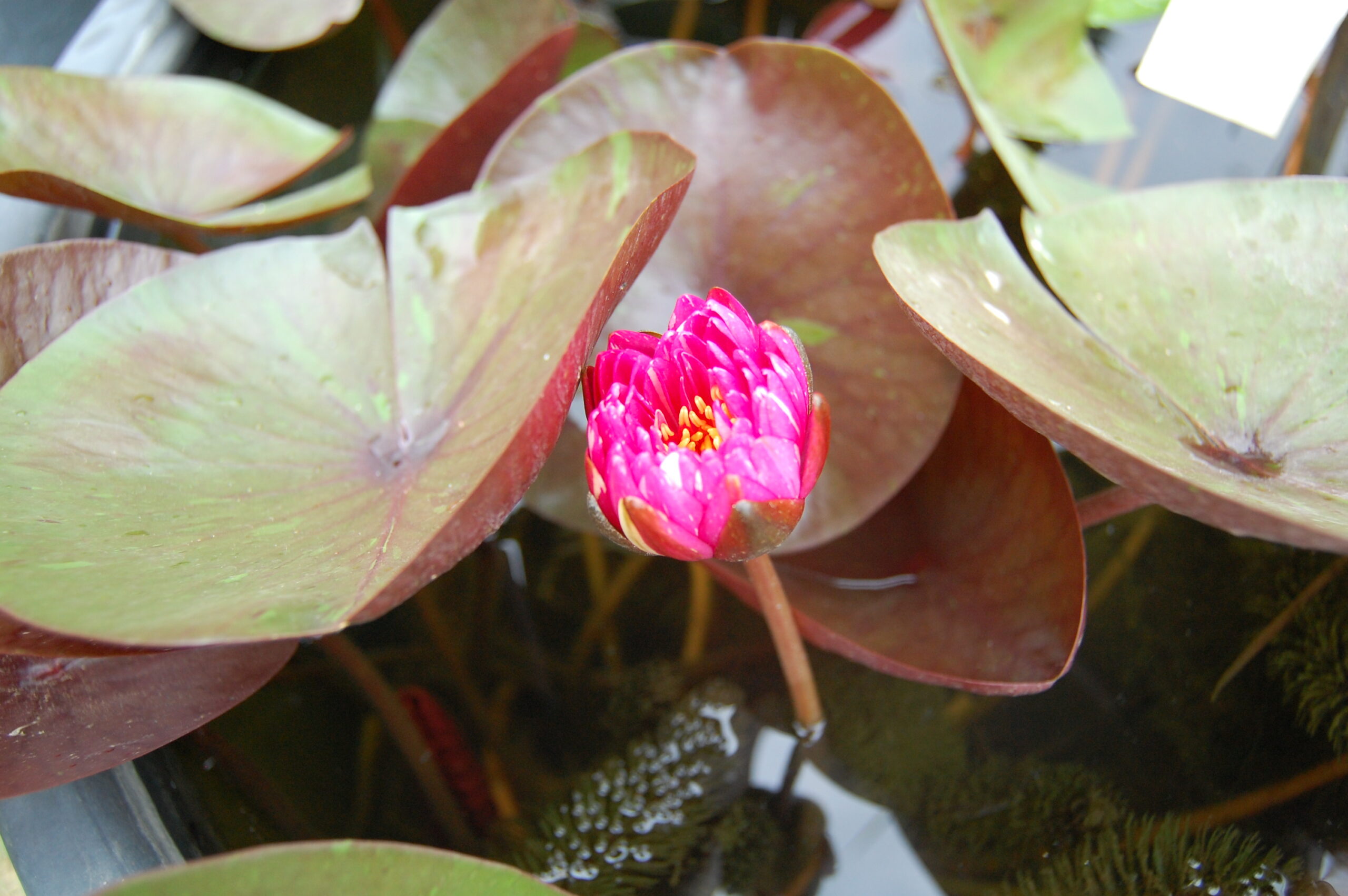 acheter nymphaea Jakkaphong for sale buy on line (11)
