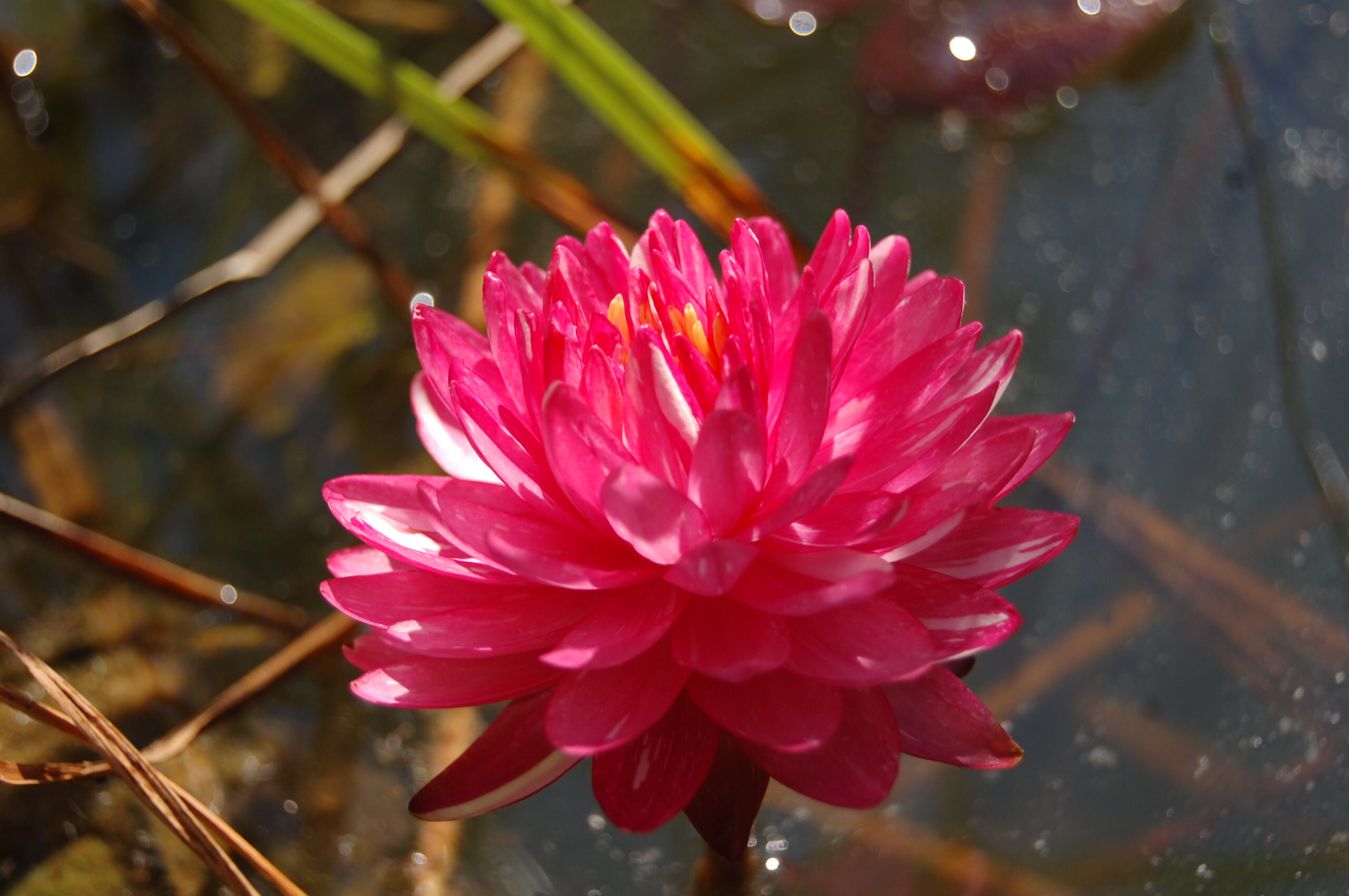 acheter nymphaea Jakkaphong for sale buy on line (2)