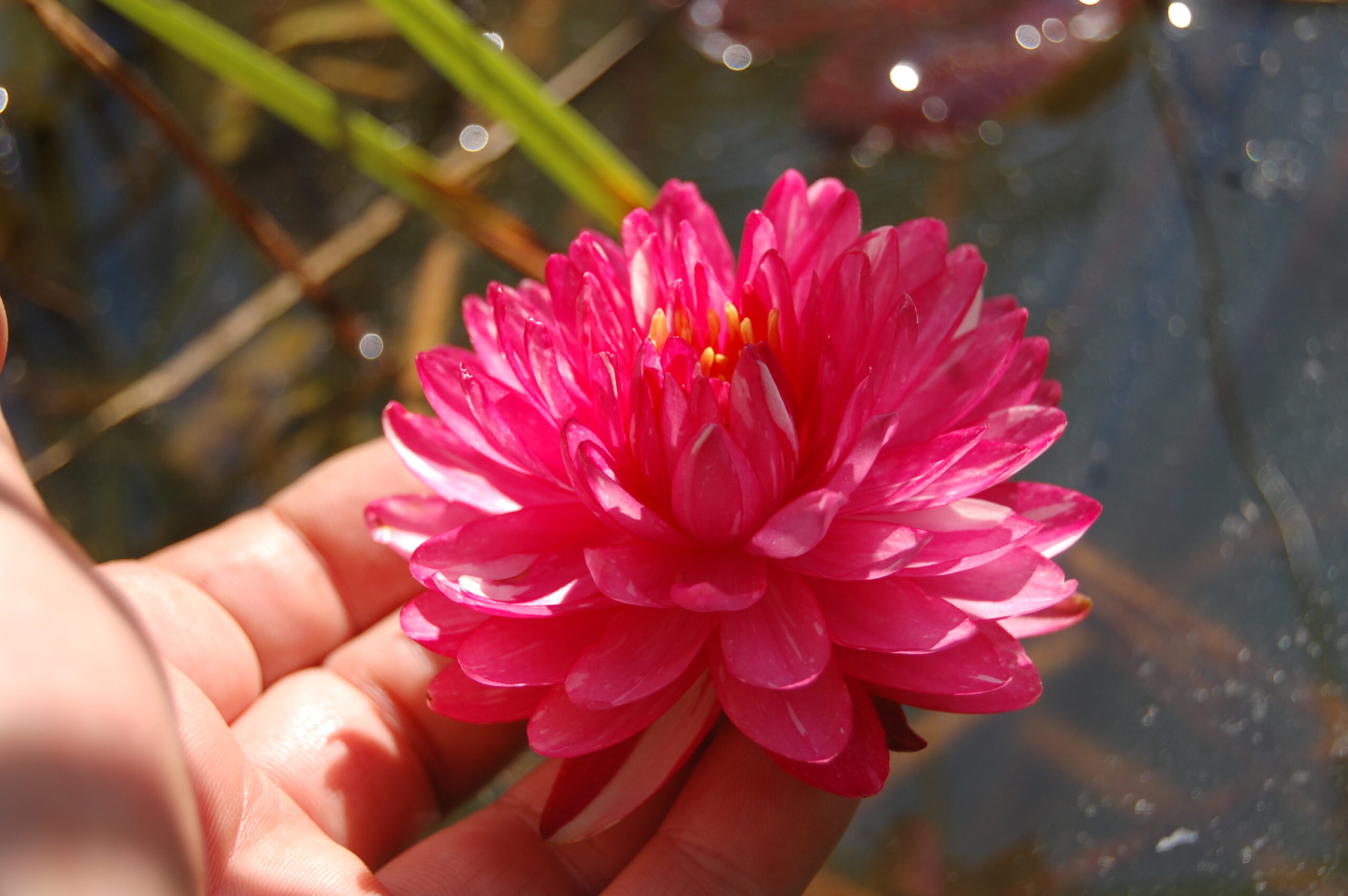 acheter nymphaea Jakkaphong for sale buy on line (6)