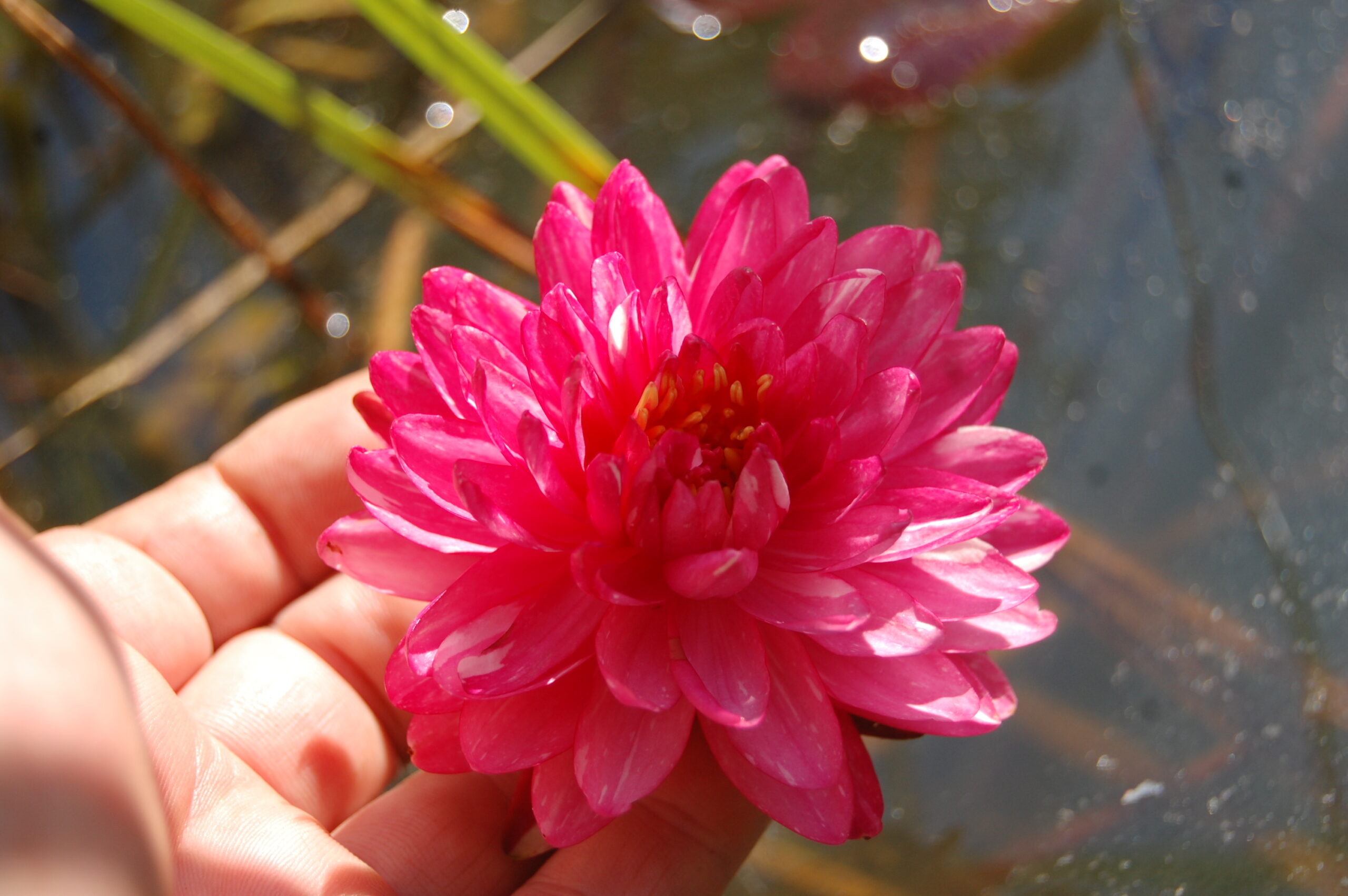 acheter nymphaea Jakkaphong for sale buy on line (7)