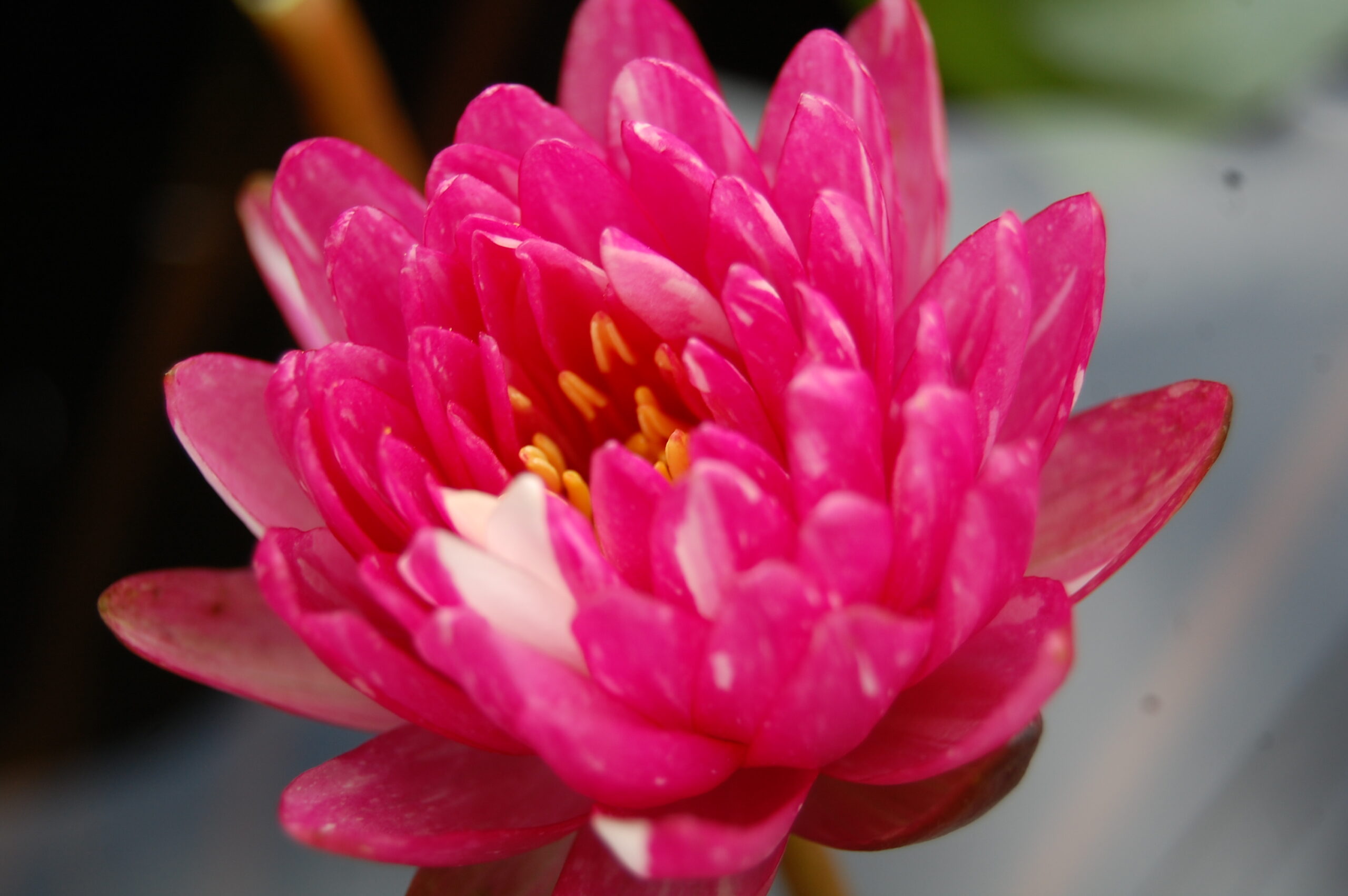 acheter nymphaea Jakkaphong for sale buy on line (8)