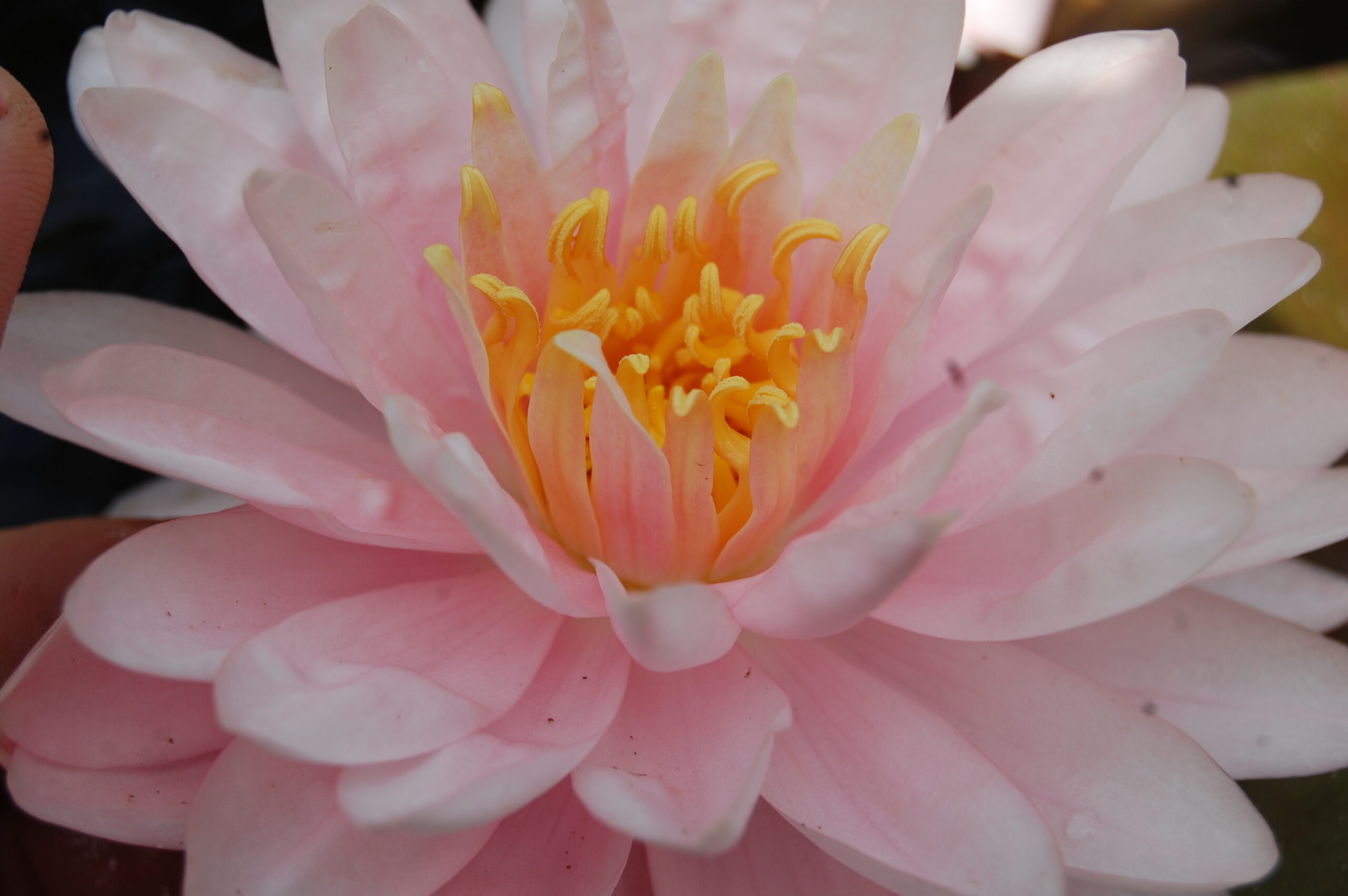 acheter nymphaea Lilly Pons for sale buy on line (5)