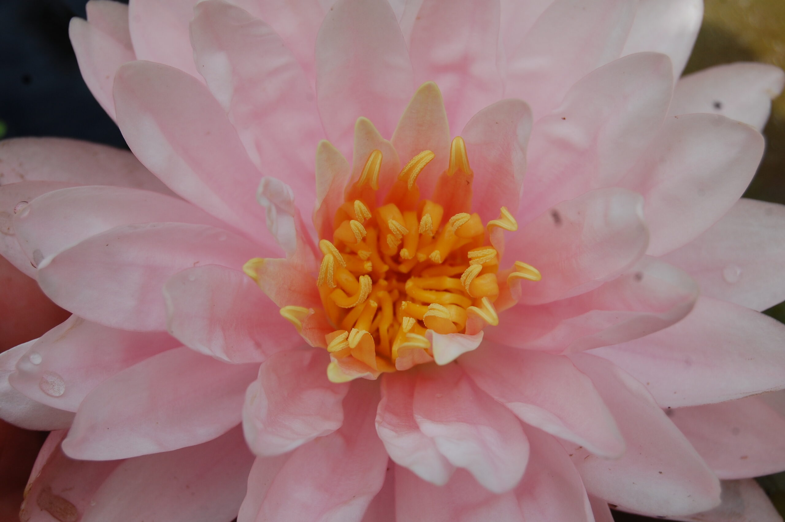 acheter nymphaea Lilly Pons for sale buy on line (7)