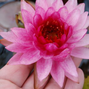 acheter nymphaea Olympia for sale buy on line (8)