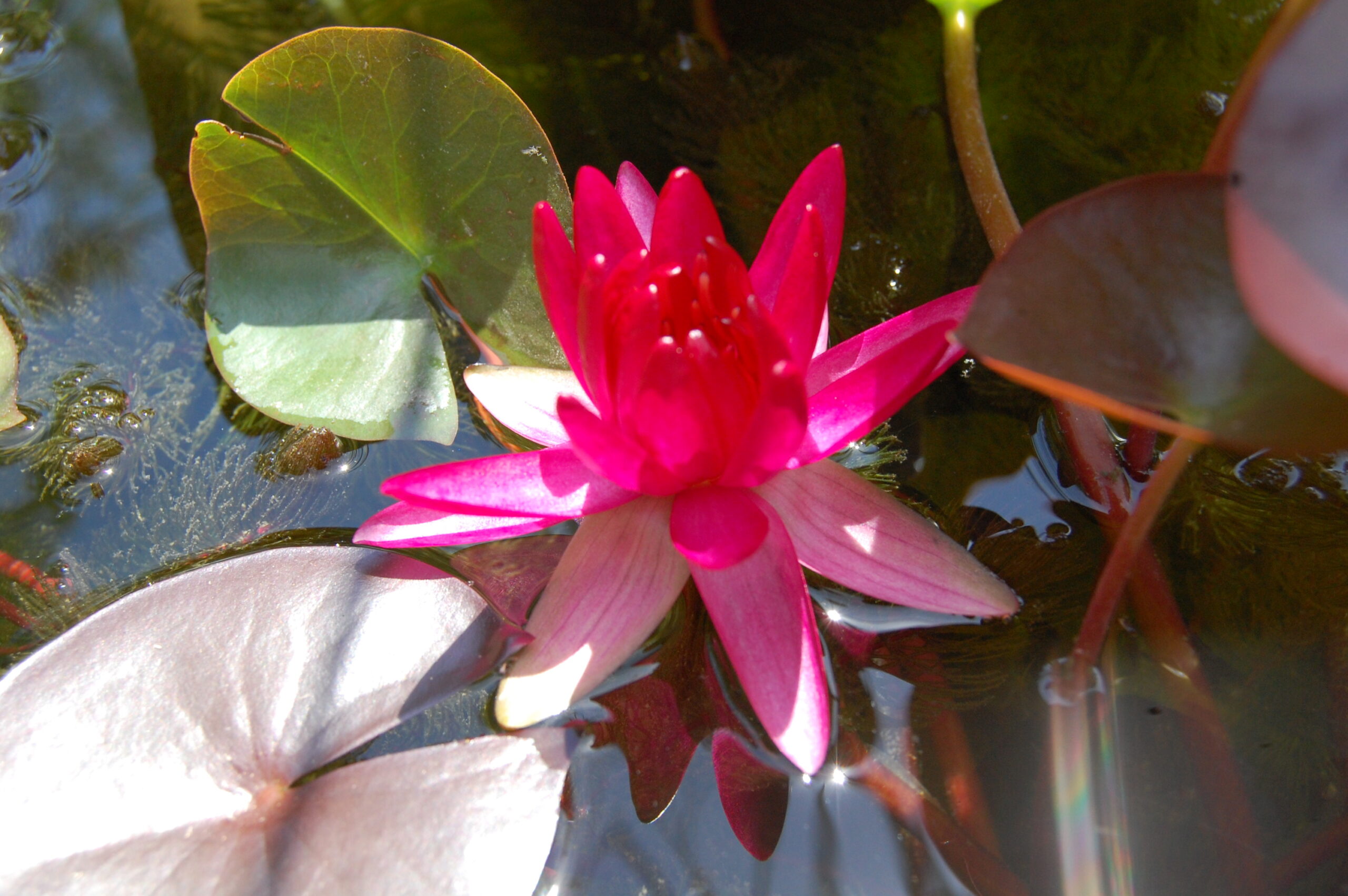 acheter nymphaea Perry'sRed Star for sale buy on line (1)