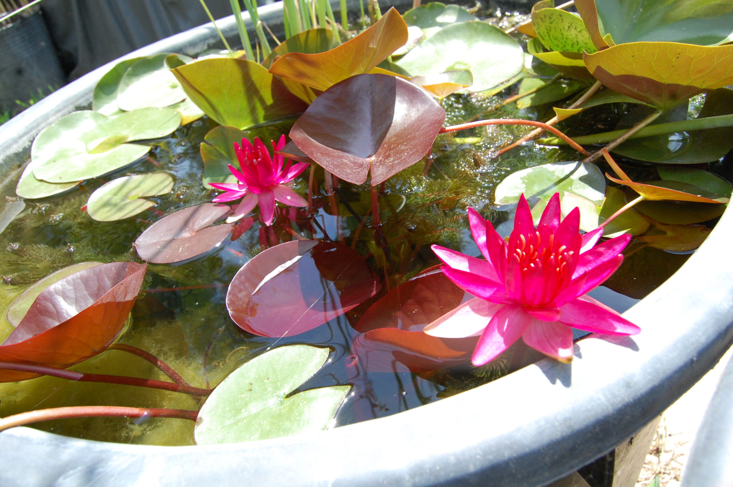 acheter nymphaea Perry'sRed Star for sale buy on line (2)