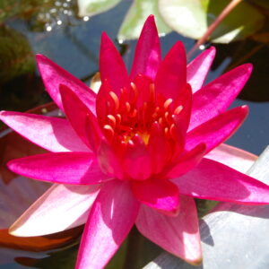 acheter nymphaea Perry'sRed Star for sale buy on line (3)