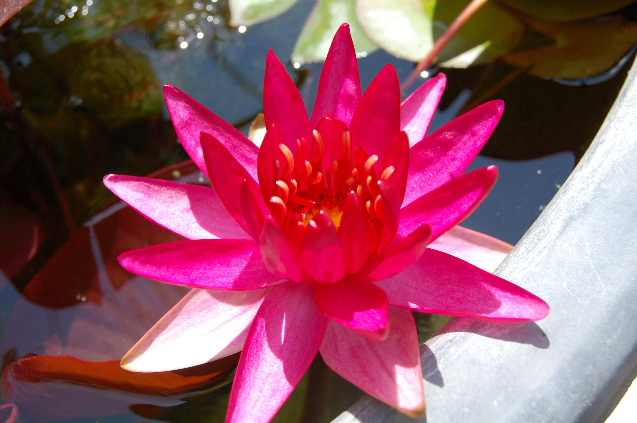 acheter nymphaea Perry'sRed Star for sale buy on line (3)