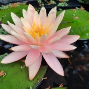 acheter nymphaea Pink Grapefruit for sale buy on line (2)