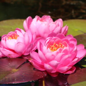 acheter nymphaea Pink Paony for sale buy on line (1)