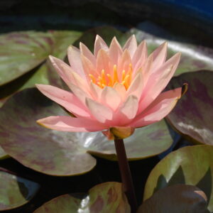 acheter nymphaea Prakaisad for sale buy on line (25)