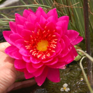 acheter nymphaea Razzberry for sale buy on line (21)