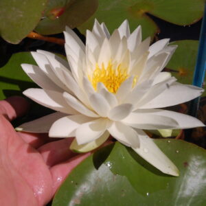 acheter nymphaea Sarasvati (49)