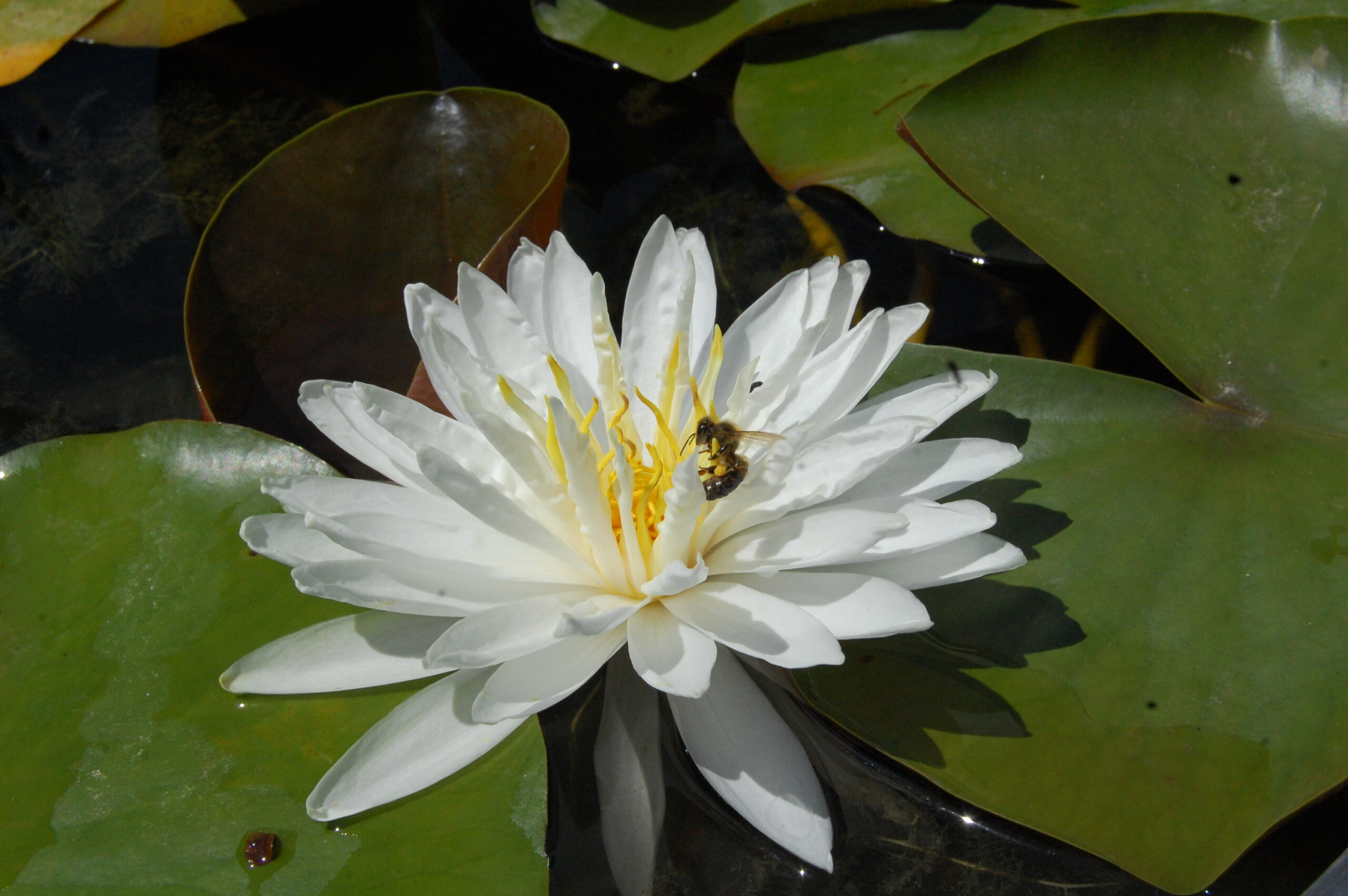acheter nymphaea Snowflake for sale buy on line (13)