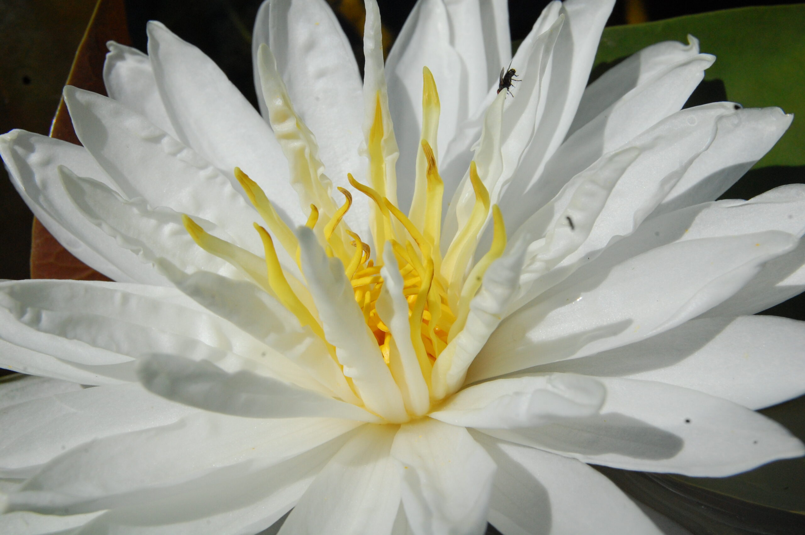 acheter nymphaea Snowflake for sale buy on line (14)