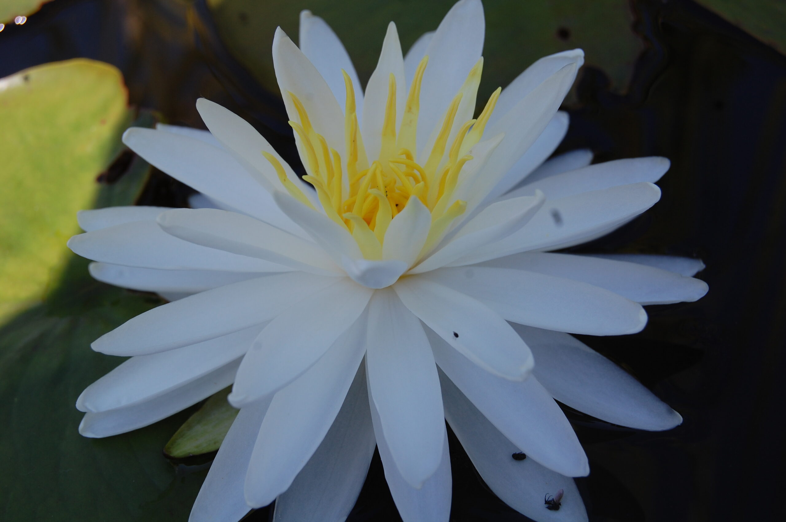 acheter nymphaea Snowflake for sale buy on line (15)