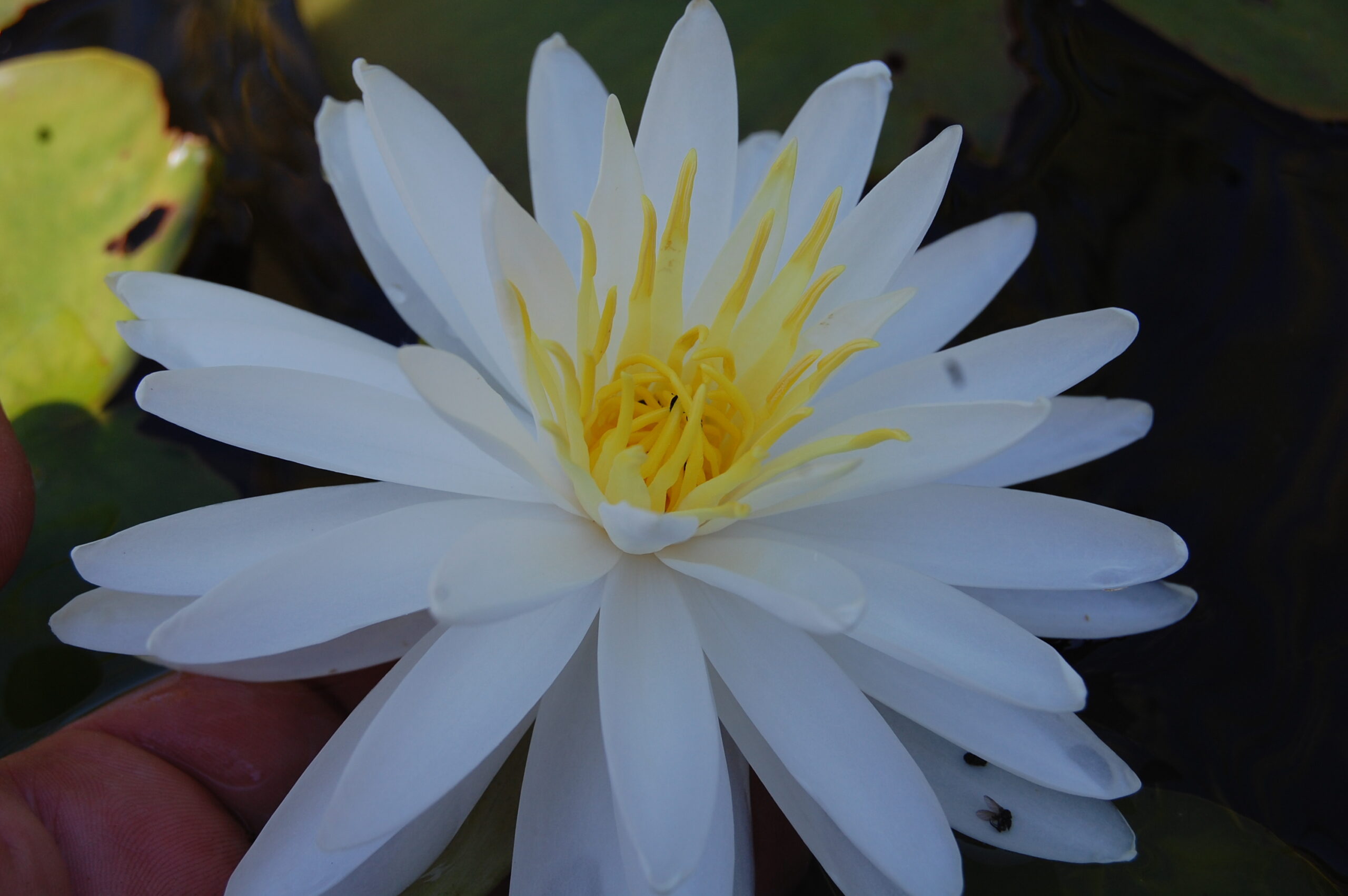 acheter nymphaea Snowflake for sale buy on line (16)