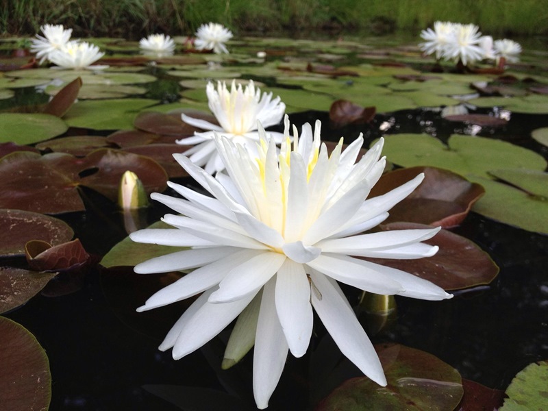 acheter nymphaea Snowflake for sale buy on line (2)