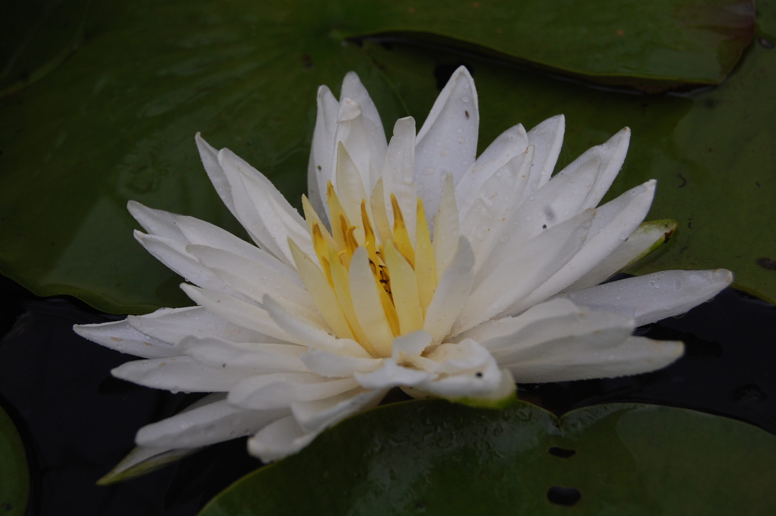 acheter nymphaea Snowflake for sale buy on line (4)