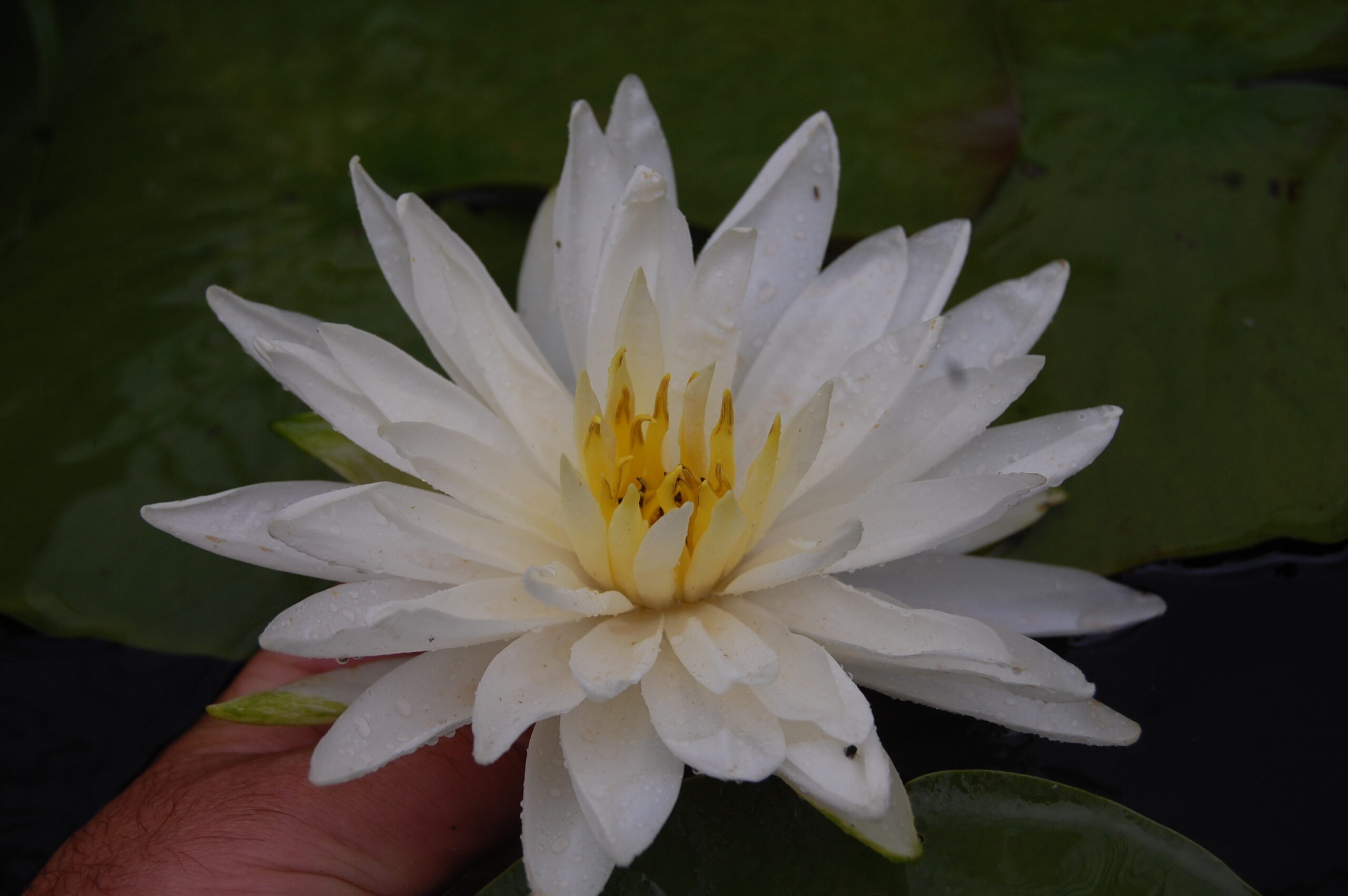 acheter nymphaea Snowflake for sale buy on line (5)