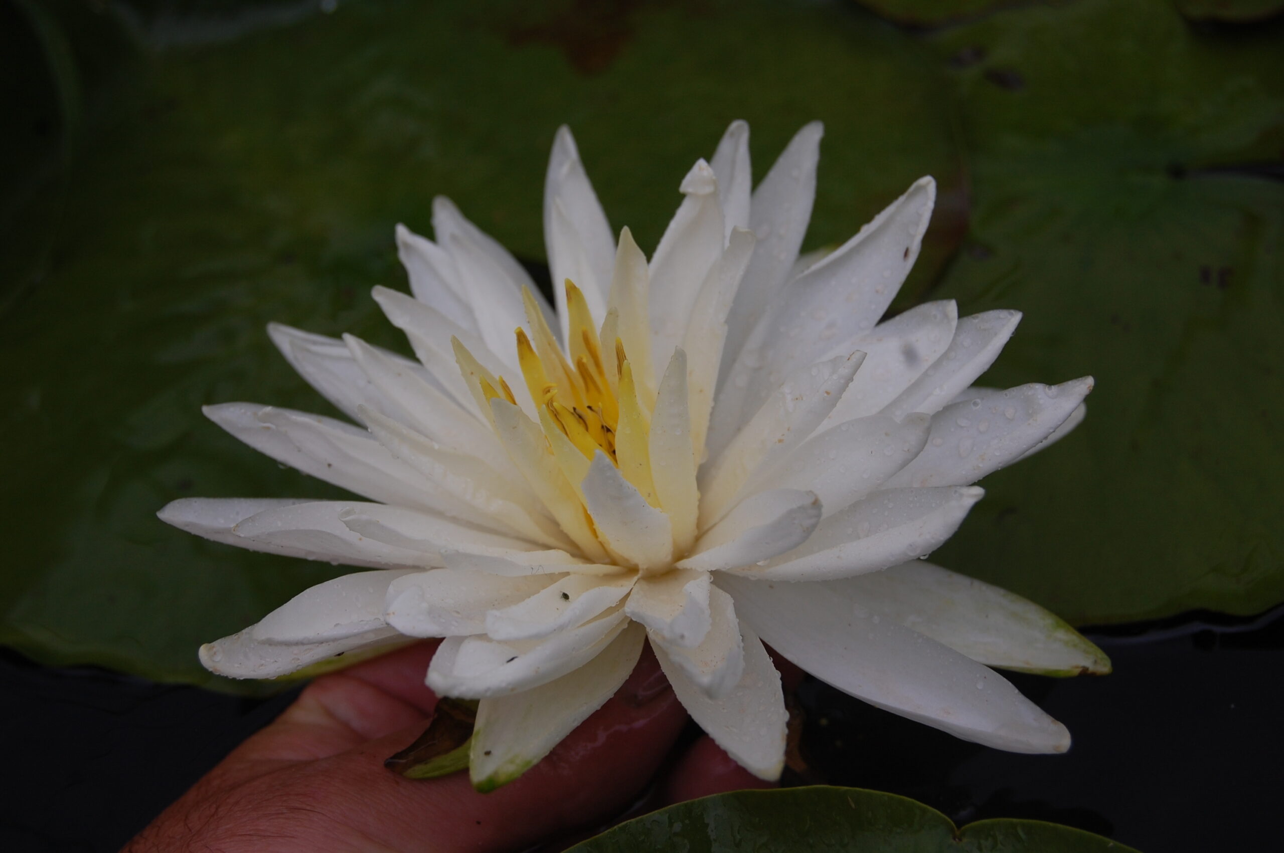 acheter nymphaea Snowflake for sale buy on line (8)