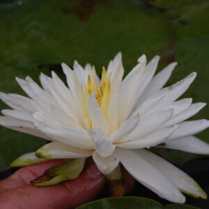 acheter nymphaea Snowflake for sale buy on line (9)