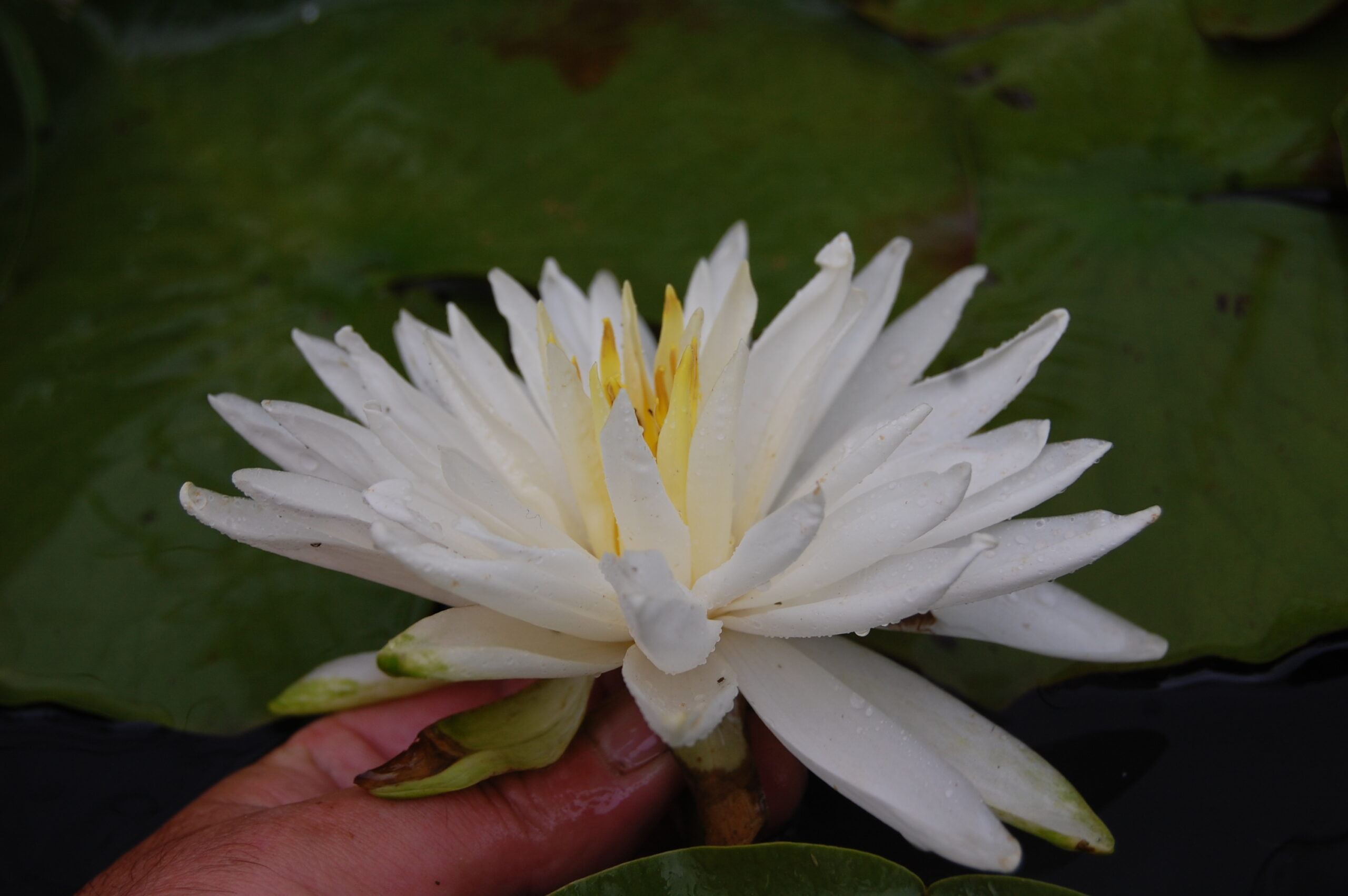 acheter nymphaea Snowflake for sale buy on line (9)